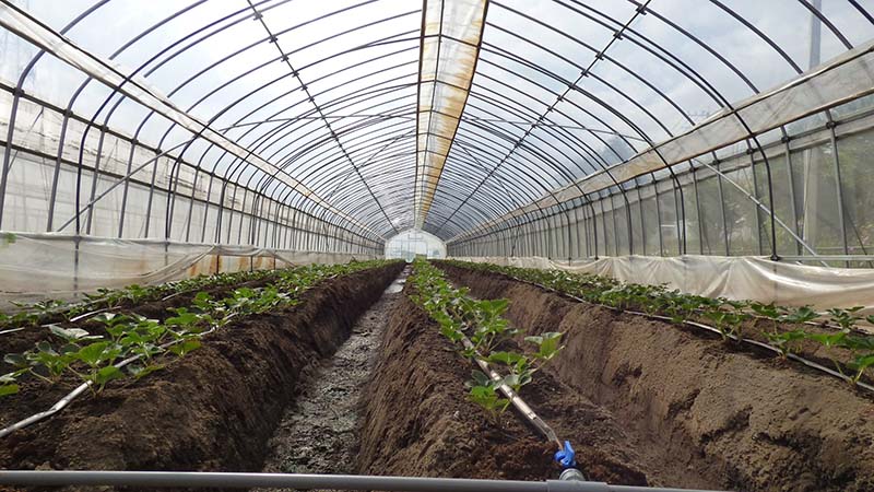 幸陽ファーム様のビニールハウスにて、折原米菓工場にて製造の際に発生した食品残渣を原料にした堆肥を使用して苺を栽培しています